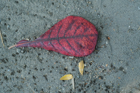 Red leaf on the ground in the autumn season, close-upの写真素材