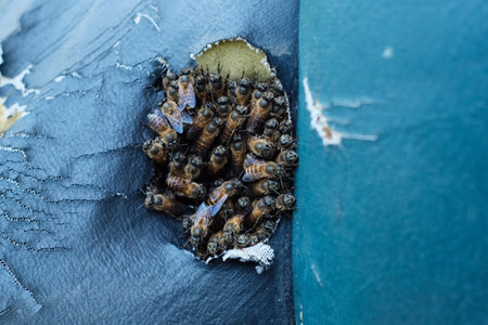 Honey bees in the hive. Selective focus. nature.