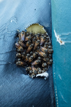 Honey bees in a hive, close-up, selective focusの写真素材
