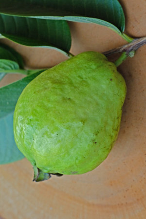 guava fruit on wooden background. (Psidium guajava L.)の写真素材