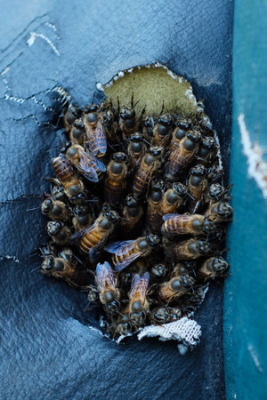 Honey bees at the nest on a black background. Macro.の写真素材