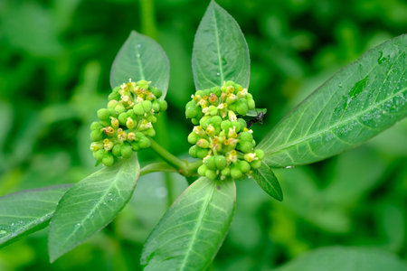 Green flower and leaf in the garden,Thai herbal medicine.