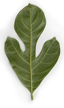 Green leaf isolated on white background. Clipping path included in file.