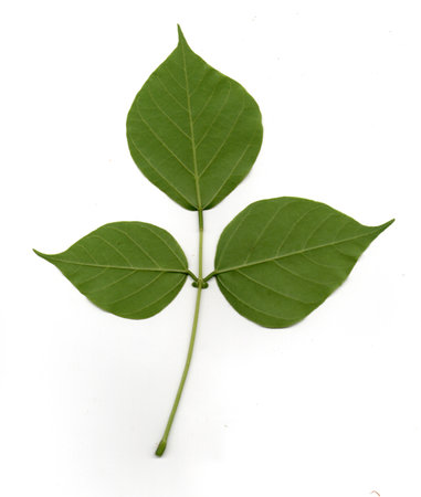 Green leaf isolated on white background. Clipping Paths included.