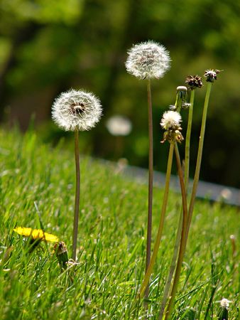 Dandelions gone to seed in lush green grassの写真素材