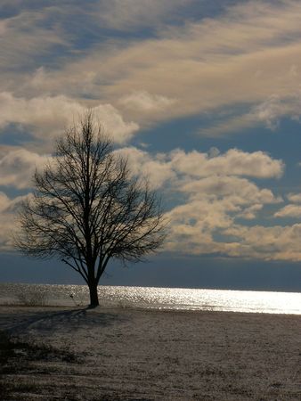 A Bare lone tree on the shores of Lake Huron.の写真素材