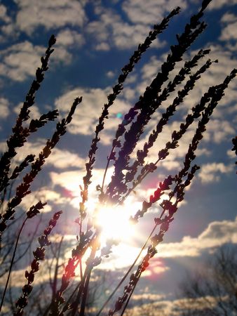 Tall weeds with a beautiful blue sky, fluffy white clouds and sunshine!の写真素材