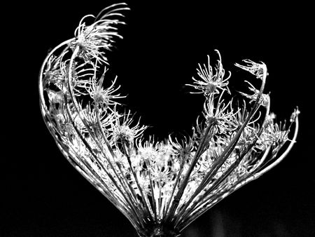 Queen Anne's Lace in a dramatic black and whiteの写真素材