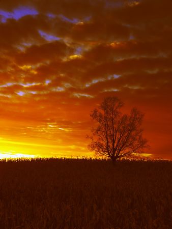 A Lone tree on a hill with a blazing sunsetの写真素材