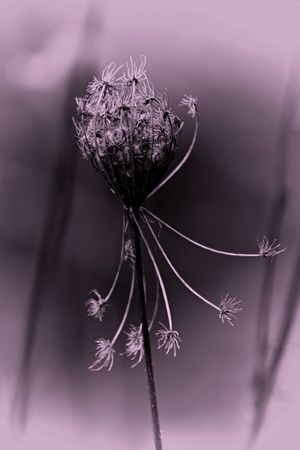 Queen Anne's Lace in purpleの写真素材