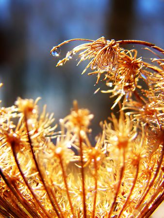 Queen Anne's Lace, dried from winter with a water drop on itの写真素材