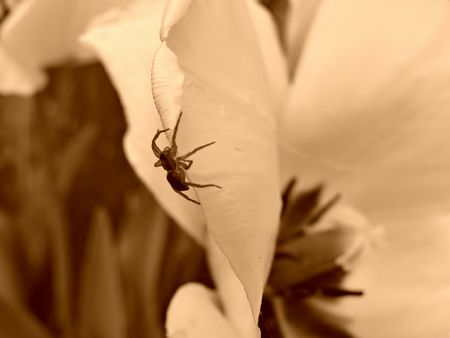 Spider on a Tulip in Sepiaの写真素材