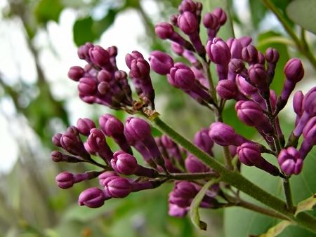 Lilac Buds before the bloomの写真素材