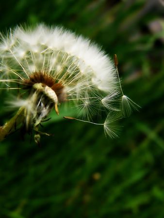 Dandelion gone to seedの写真素材
