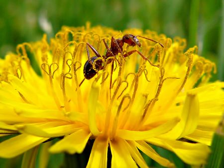 Busy Ant in the Pollen of a Dandelionの写真素材