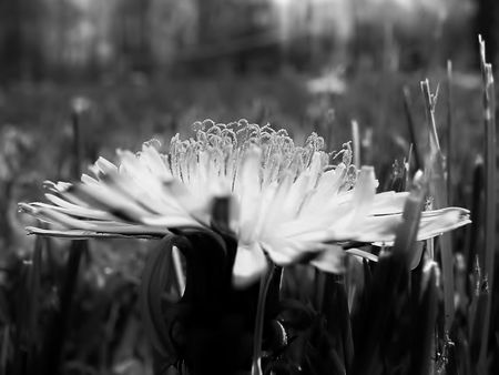 Dandelion Details in Black and Whiteの写真素材