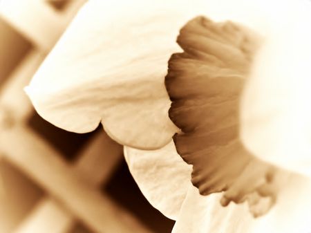 Antique Narcissusの写真素材