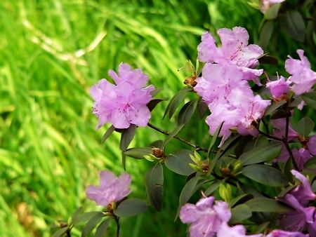 Pink Flowersの写真素材