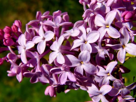 Scent of Heavenの写真素材