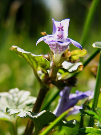 Macro of tiny little purple flowersの写真素材