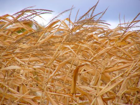 Dry Corn stalks rustling in the windの写真素材