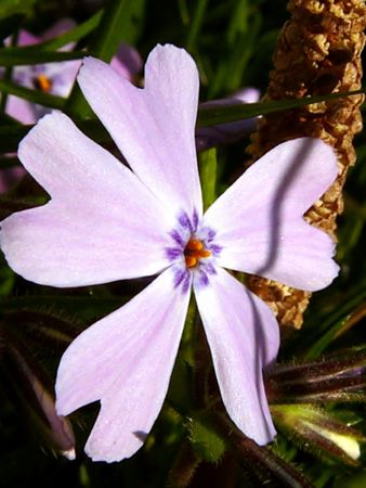 purple flowerの写真素材