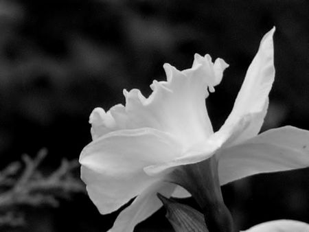 Black and White side view of a daffodilの写真素材