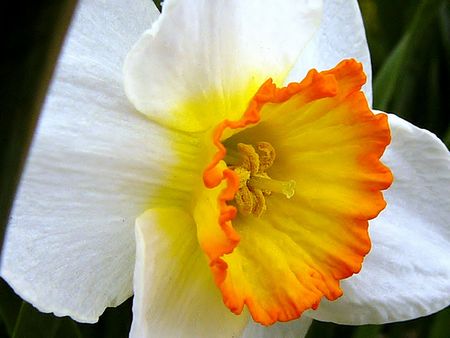Macro of a White, yellow and Orange flowerの写真素材