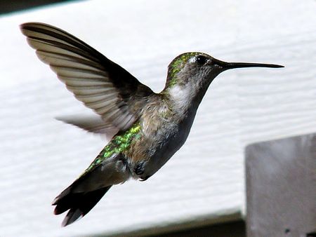 Femal Ruby Throated Hummingbird, In Flightの写真素材