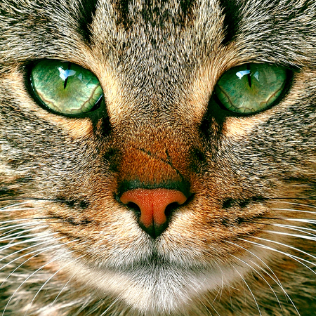 beautiful tabby cat potrait with green eyesの写真素材