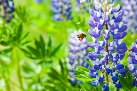 Fresh blossoming lupines in field. High lush purple lupine flowers, summer meadow.の写真素材