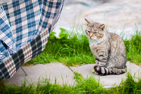 funny tabby cat is sitting under umbrella, rainy weatherの写真素材