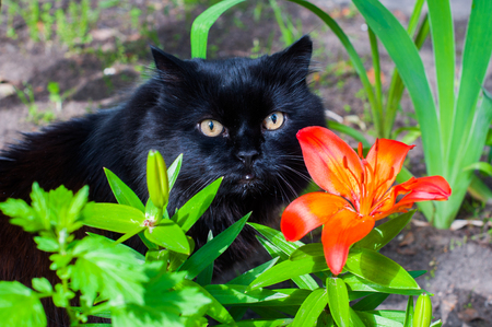 black cat is sitting near orange Lilyの写真素材