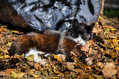 cats sleeping in the leaves outdoor, autumnの写真素材