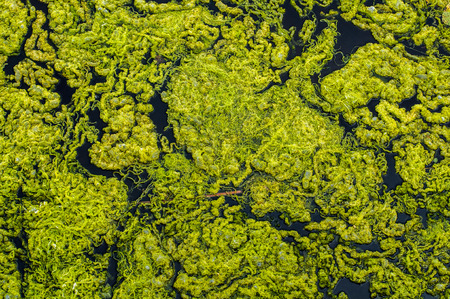 Close-up green algae background. Green algae from Baltic seaの写真素材