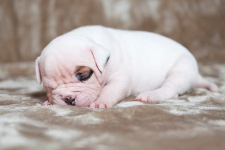 Funny white American Bulldog puppies on light background. The puppy is sleepingの写真素材