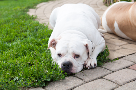 white American Bulldog in the yard of the house. The American bulldog is a stocky, well built, strong-looking dog, with a large head and a muscular build.の写真素材