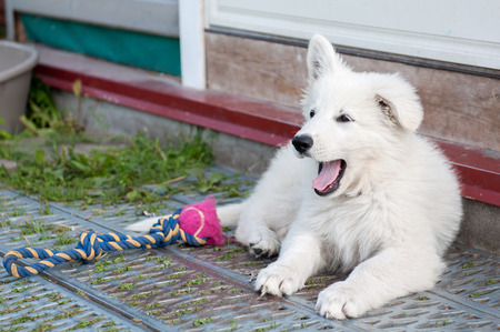 Funny white shepherd puppy outsideの写真素材
