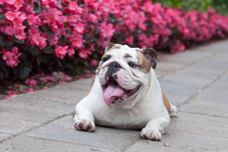funny English Bulldog or British Bulldog is resting in the park near the flowersの写真素材