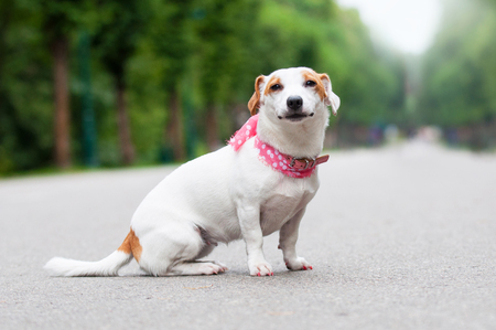 funny Jack Russell Terrier dog is walking in the parkの写真素材
