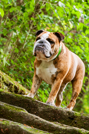 English Bulldog or British Bulldog with tiger coat close upの写真素材