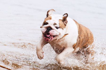 English Bulldog or British Bulldog is swimming on the lake in the waterの写真素材