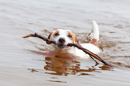 Jack Russell Terrier dog is swimming with a big stick in the mouth. Dog Jack Russell plays with big stick on the sandy beach against the blue river water.の写真素材