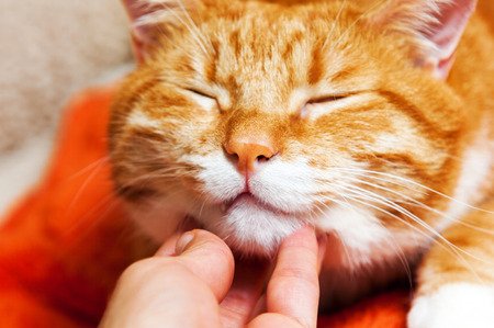 woman scratches Ginger cat neck. Funny pet with lovely emotion on face.の写真素材