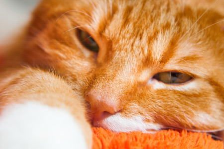 bright red cat sweetly sleeping on the couch, close upの写真素材
