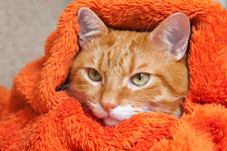 bright red cat is sitting in a plush soft orange wrapの写真素材