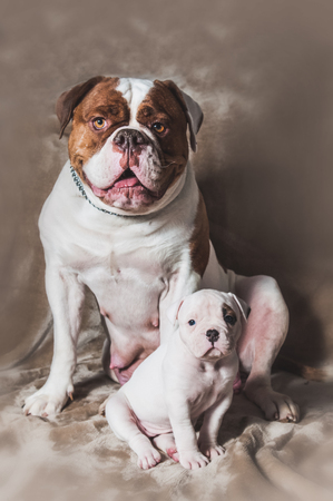 Funny American Bulldog puppy with mother on light background. The American bulldogs are well built, strong-looking dog, with a large head and a muscular build.の写真素材