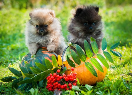 two funny pomeranian dogs and pumpkin, halloween backgroundの写真素材