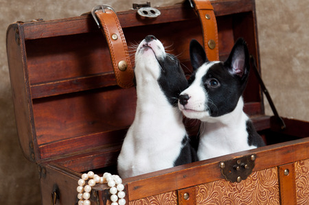 black Basenji puppies dogs is sitting in a chest with decorations, beadsの写真素材