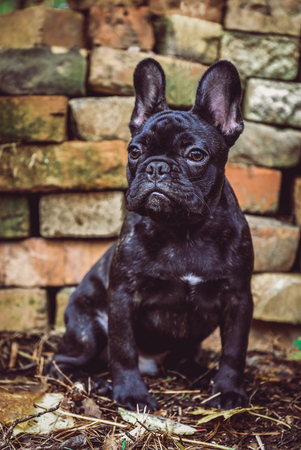 black French bulldog puppy on Brick wall backgroundの写真素材